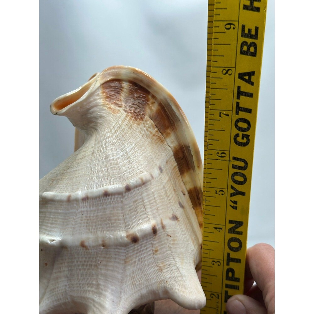 Horned Queen Helmet Conch Shell Attached To Handmade Base - Picture 5 of 6